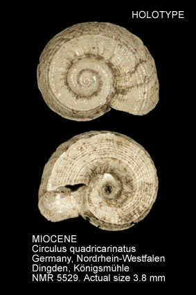 HOLOTYPE-MIOCENE Circulus quadricarinatus.jpg - HOLOTYPE-MIOCENE Circulus quadricarinatus A.W.Janssen,1967